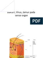 192877_11_mikrobakterivirus-dan-jamur-sense-organ(1)