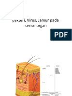 11 - Mikrobakterivirus Dan Jamur Sense Organ