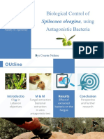 Biological Control of Spilocaea Oleagina, Using Antagonistic Bacteria