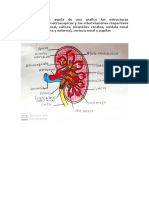 Fisiología Del Riñón