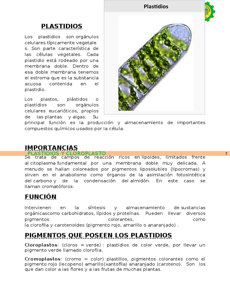 Funciones y características de plastidios | PDF | Cloroplasto ...