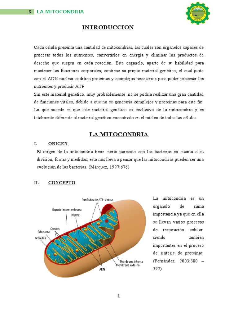 8.la Mitocondria | PDF | Mitocondria | Ciclo del ácido cítrico, image size:768x1024