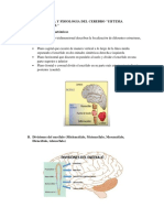 Taller Anatomia y Fisiologia Del Cerebro