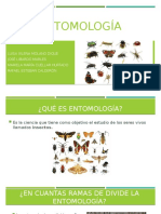 Diapositivas Entomología