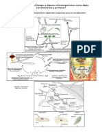 Nutricion de Unicelulares Hongos Etc 2019 7 PDF