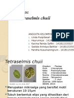 Kultur Algae Tetraselmis chuii