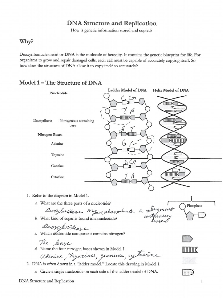 straubel-dna-pogil-pdf-pdf