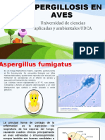 Aspergillosis en Aves