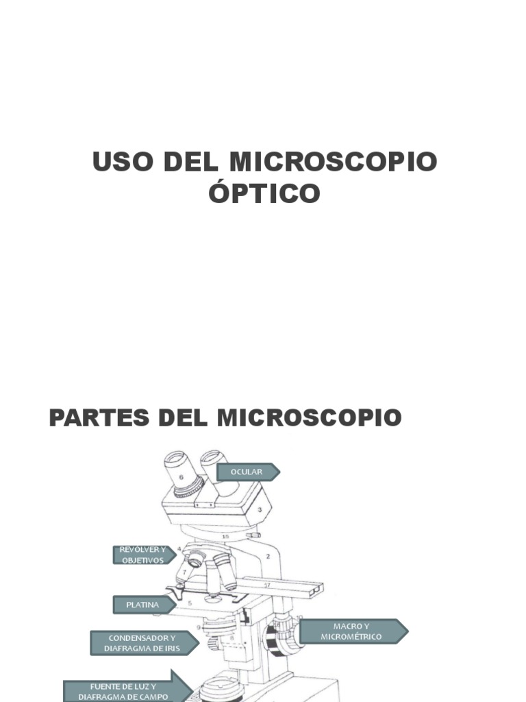 Practica 2 Micros Pdf Cerebelo Tinción