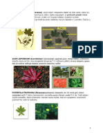 kupdf.net_dendrologija-vjeba-1.pdf