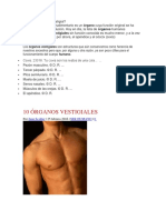 Qué Es Un Órgano Vestigial Emily PDF