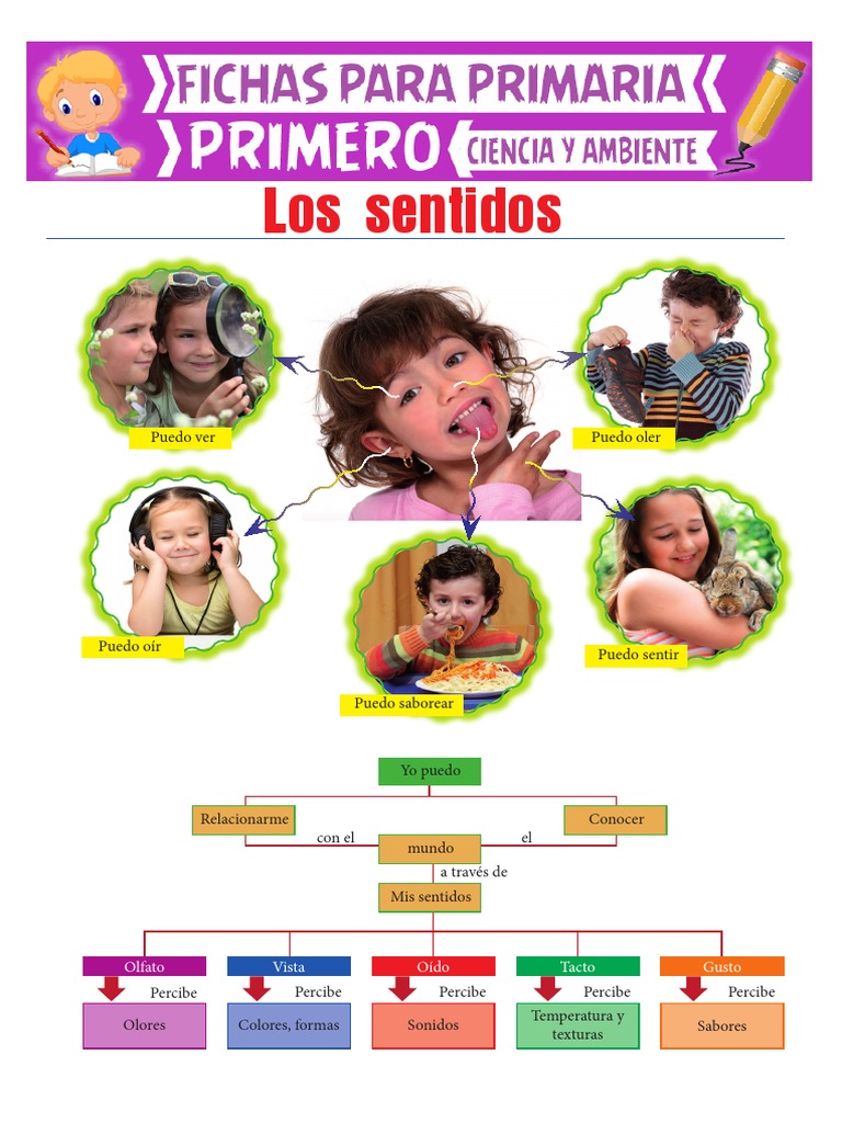 Los Sentidos para Primero de Primaria PDF | PDF | Gusto | Olfato