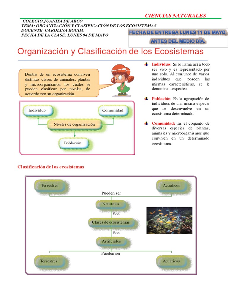 Organización y Clasificación de Ecosistemas | PDF | Ecosistema | Biología