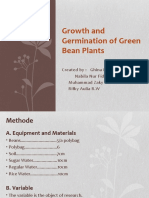 Growth and Germination of Green Bean Plants Presentation