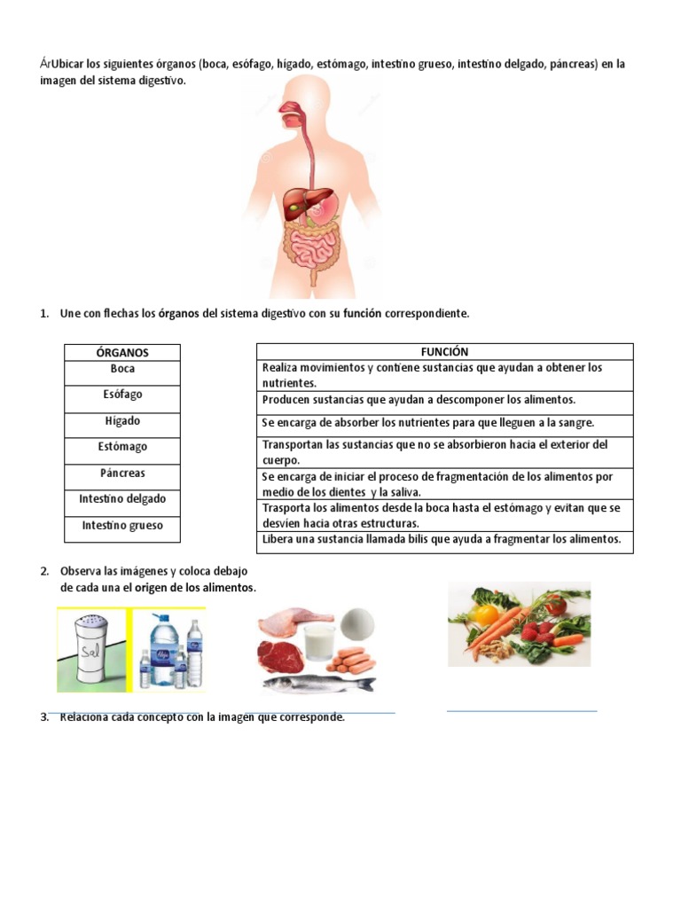 Taller Sistema Digestivo Tercero | PDF | Sistema digestivo humano |  Nutrientes, image size:768x1024
