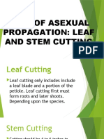 Type of Asexual Propagation