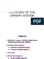 Histology of The Urinary System
