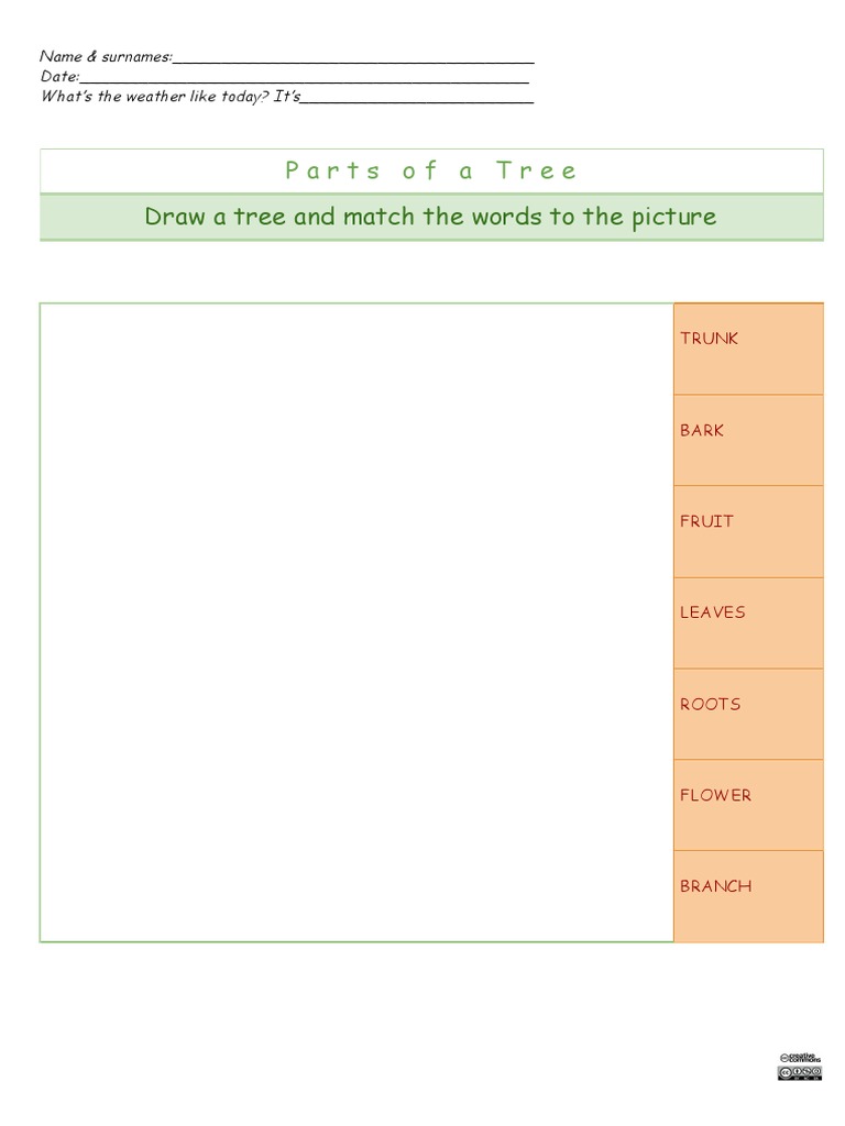 Reinforcement Activities-2 | PDF | Trees | Branches Of Botany