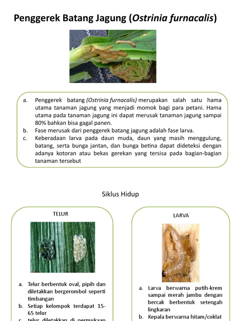 Penggerek Batang | PDF