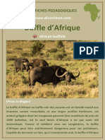 Collector Fiche Buffle Afrique