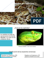 Vipéridos PDF