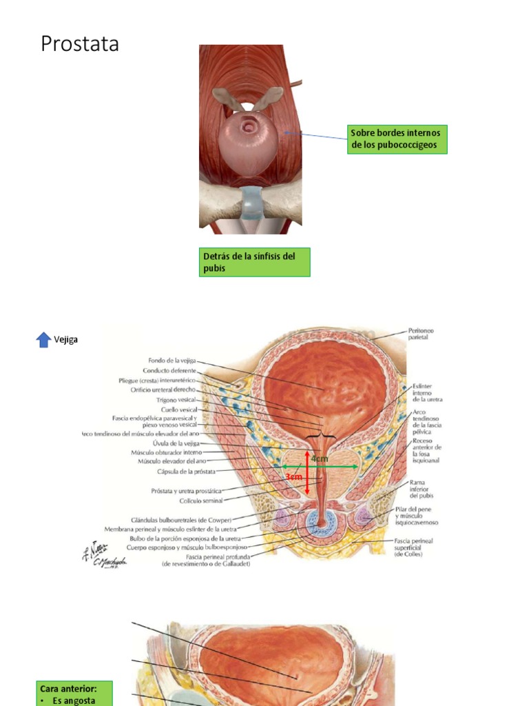 Anatomía de la Próstata y Estructuras Asociadas | PDF | Pelvis | Próstata