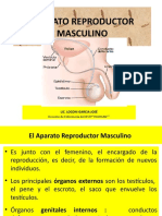 Aparato Reproductor Masculino