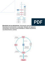 Biosintesis de Aminoacidos