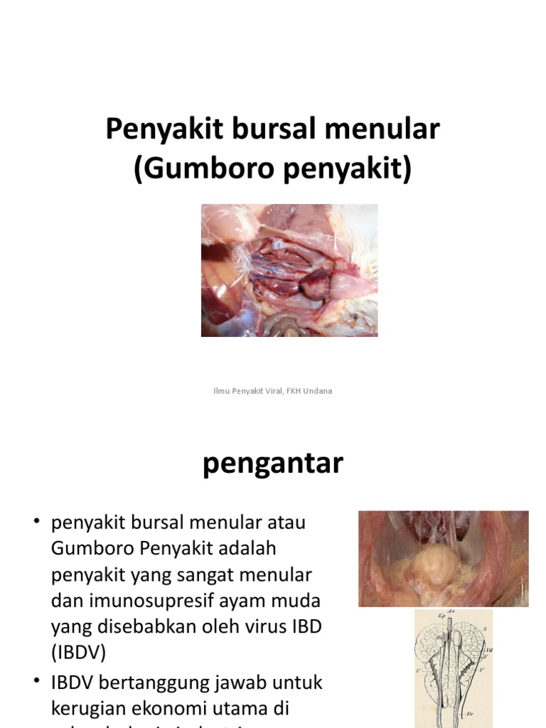 Infectious Bursal Disease PPT 2.en - Id | PDF | Kesehatan Holistik ...