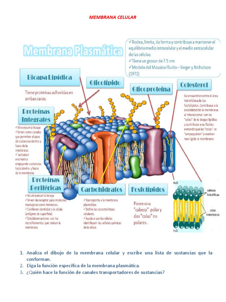 Dibujo y funciones de la membrana celular | PDF | Bicapa lipídica ...
