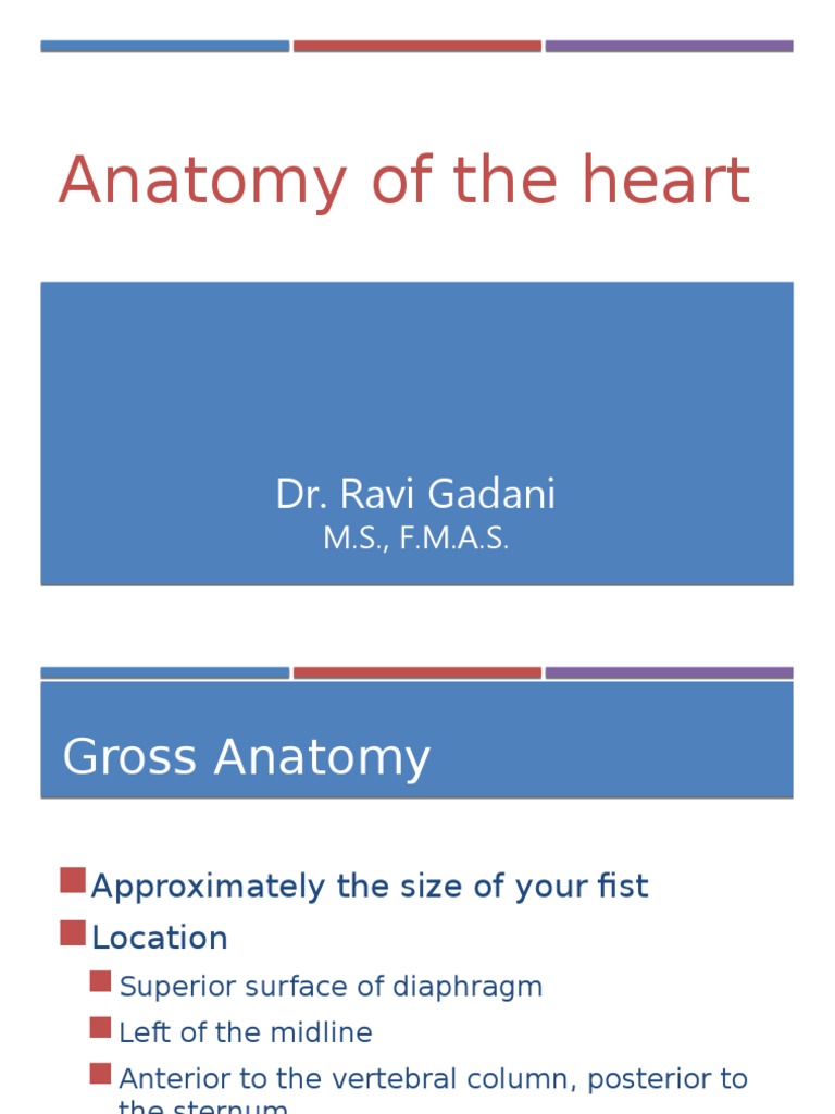 Anatomy of The Heart PDF Heart Valve Atrium (Heart)