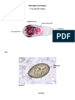 Heterophyes heterophyes