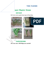 Super Napier Grass Seeds Root Slips PDF