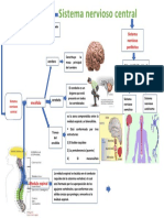 Resumen Sistema Nervioso Central Mapa Conceptual