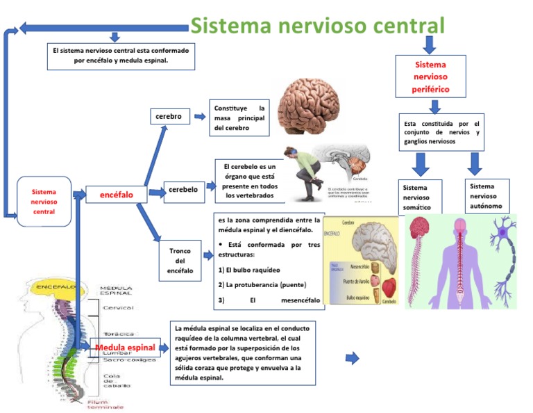 Arriba 86+ imagen mapa mental del sistema nervioso central y sus partes