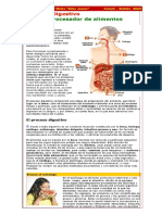 Sistema Digestivo El Gran Procesador de Alimentos E PDF
