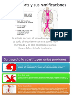 Arteria Aorta y Sus Ramificaciones