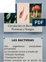 2 Circulacion en Bacterias Protistas y Hongos
