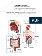 El Aparato Digestivo