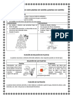 Documento de Tercero Gimnospermas y Angiospermas PDF