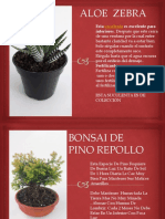 Album Bonsai Pino Repollo