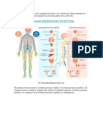 Sistema nervioso: cerebro y médula espinal