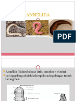 ANNELIDA