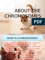 All About The Chromosome