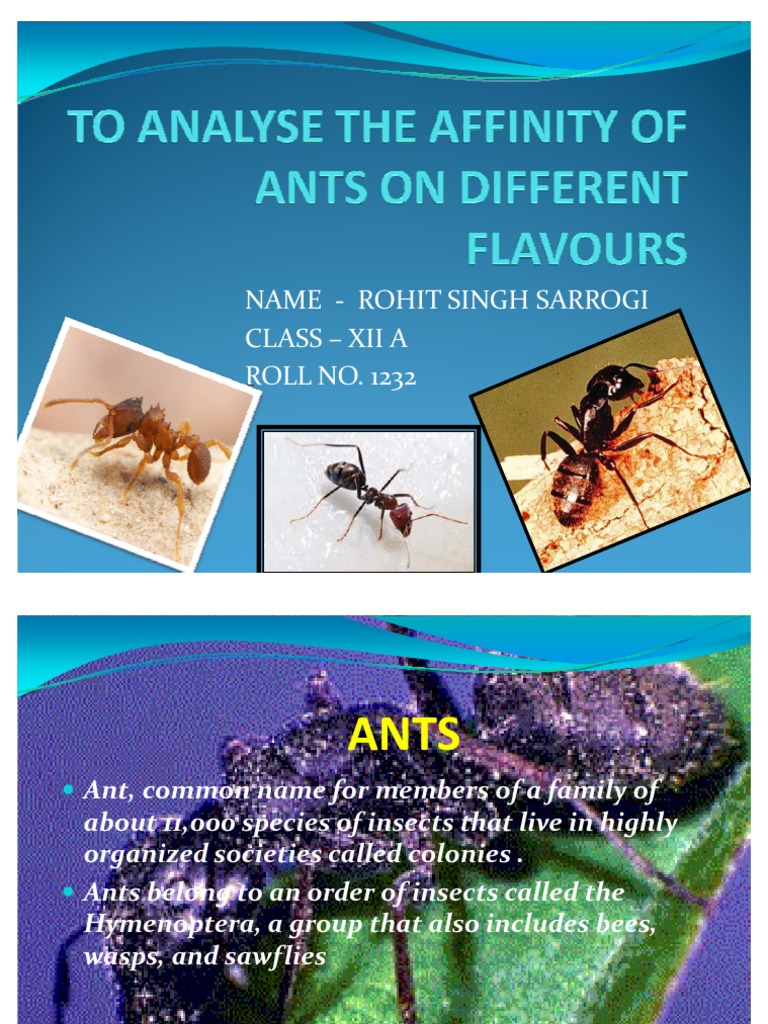 Which Flavour Does Ants Are Most Attracted To PDF Ant Myrmecology