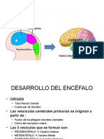 DESARROLLO DEL ENCÉFALO