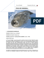Focadeweddell PDF