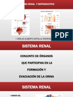 DIAPOSITIVAS SISTEMA RENAL  Y REPRODUCTIVO.pptx