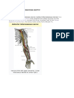 Anterior Interosseous Nerve