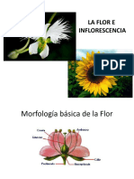 Flor e Inflorescencia